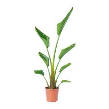 Strelitzia Potted Plant Ikea Potted Plants Outdoor Easy Care Plants Plants