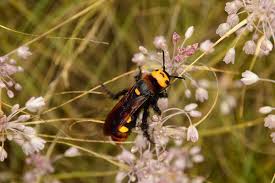 Segundo cientistas do departamento de agricultura do estado de washington (wsda, na sigla em inglês), as vespas mandarinias são as maiores do . Ha Vespas Portuguesas Que Estao A Ser Confundidas Com A Vespa Asiatica Wilder