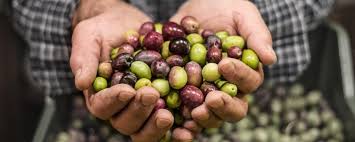 Les Differentes Varietes D Olives Oleomondo
