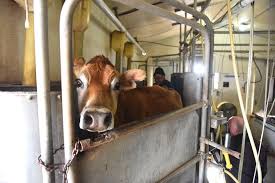 I have fibromyalgia and thought i would give it a try for a. It S The Last Permitted Retail Raw Milk Farm In Missouri A Bill Is Hoping To Save It State News Columbiamissourian Com