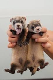 Black Footed Ferret So Cute Komik Hayvanlar Evcil Hayvanlar Hayvanlar