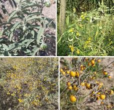 Image result for Solanum campylacanthum 'incanum type'