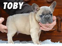 Red fawn french bulldog for sale | liverpool, merseyside. For Sale Toby Blue Fawn French Bulldog Boy Carry Lilac Price 2500 Euro 2900 Usd French Bulldog Puppies Fawn French Bulldog Bulldog Puppies