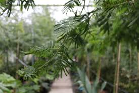Image result for Acacia dealbata