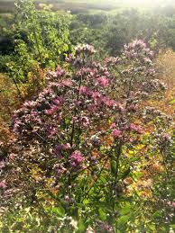 Image result for Microchloa afra