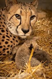 With tenor, maker of gif keyboard, add popular baby cheetah cub animated gifs to your conversations. Columbus Zoo Announces First Baby Cheetah Cubs Born Via Ivf Cleveland Com