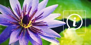 There are many different types of water lilies, which are classified as aquatic herbs. What Is Blue Lotus Zamnesia