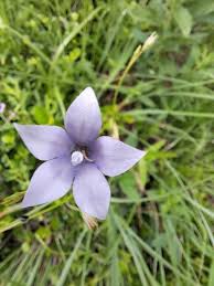 Image result for Wahlenbergia pulchella