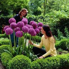 There are many sources for cheap artificial flowers including both retail and wholesale sales. 10 20 50 100pcs Purple Giant Allium Giganteum Flower Seeds Home Garden Plant By Flashdealscreations On Etsy Https Www Et Planting Flowers Plants Flower Seeds