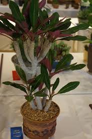 Euphorbia Millotii Cssa 2016 Jpg Euphorbia Cactus And Succulents House Plants