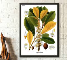 Image result for Sapotaceae