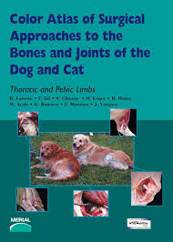Celiac artery, splenic artery, hepatic artery, cranial mesenteric artery, caudal gluteal artery, internal pudendal artery. Color Atlas Of Surgical Approaches To The Bones And Joints Of The Dog And Cat Thoracic And Pelvic Limbs Vetbooks