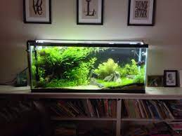 55gallon Nature Aquarium Aquarium Fish Aquascape