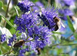 Kleine Straucher Bartblume Caryopteris Gartenblog Zu Gartenplanung Gartendesign Und Gartengestaltung Geho Staudenbeet Straucher Garten Naturnaher Garten