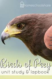 Birds Of Prey Images Download Download A Free Birds Of Prey Unit Study Lapbook From Homeschool Share For Your Elementary Student Get Your Dose Of Homeschool Birds Of Prey Study Unit Prey