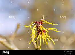 Image result for Porphyrostemma grantii