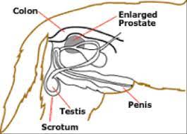 Although the percentage of cases in men is much lower than in women, male breast cancer accounts for a por. Crookwell Veterinary Hospital Animal Care Dogs Prostate Disease