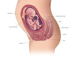 23 Semanas De Embarazo Embarazo Babysitio