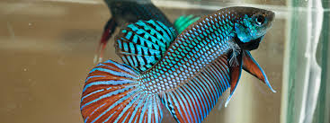Can Betta Fish Eat Goldfish Food