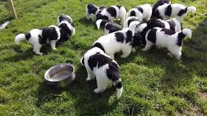 The landseer newfoundland dog is known for its sweet disposition, gentleness, and serenity. Landseer Newfoundland Puppies 6 Weeks Old Youtube