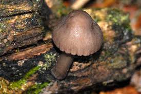 Image result for Simocybe centunculus