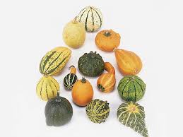 Image result for Cucurbita