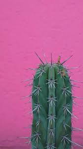Cactus wallpaper · mobile wallpaper design resources · aesthetic hd iphone, android, samsung mobile phone backgrounds & wallpapers. Tumblr