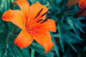 Learn snowy, sunny, windy and rainy vocabulary.★get this song on itunes: Hot Weather Flowers To Boost Your Curb Appeal Tampa Bay Homes For Sale Re Max Acr Elite Group Inc