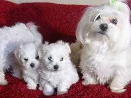 We did not find results for: Cathys Maltese Dog Breeder And Pet Store Maltese Dogs Dog Breeder Dog Lovers