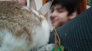 Let me introduce you all to Cupcake. Cupcake was supposed to be a doe but  in true arsehole form is a buck. He loves to bit the inside of my arm if I  stop petting him. He also finds joy in peeing