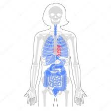 Stomach, liver, intestine, bladder, lung, uterus, spine, pancreas, kidney, heart, bladder icon. Human Woman Skeleton And Internal Organs Anatomy Front View Vector Flat Illustration Of Skull And Bones Abdominal Organs Isolated On White Medical Educational Or Science Banner Premium Vector In Adobe Illustrator