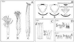 Image result for Musaceae