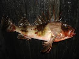 Image result for Neoschumannia cardinea