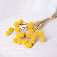 Dried Flowers Branch Farmhouse Stylet Craspedia Yellow Billy Balls Home Decor Diy 20 Stems Walmart Com In 2021 Yellow Flower Arrangements Dried Flowers Billy Balls