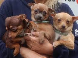 The puppy mill rescue team consists mainly of rescues in new york, pennsylvania, and ohio. Puppy Mill Rescues Headed For North Shore Animal League America Port Washington Ny Patch