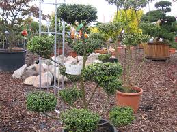 Oder besuche uns einfach persönlich im bonsaigarten in hannover vor ort und erfreue dich an unserer fachkompetenz. Gehlhaar Gartenbaumschule Hannover Pflanzen Formgeholze Loffel Ilex Japanischer Ilex Bonsai Ilex Crenata Convexa Bonsai