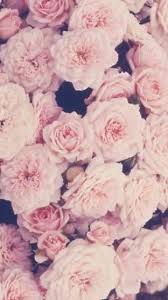 Rosas Rosas Fondos Para Tu Smartphone Iphone Fondos De Pantalla Fondos Para Iphone Fondos