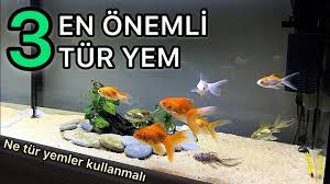 Japon Baligi Nasil Beslenir Youtube