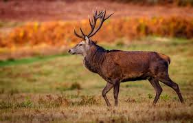 It is landscape ecology and copy space for wallpaper and backdrop. Wallpaper Field Autumn Nature Deer Profile Walk Images For Desktop Section Zhivotnye Download