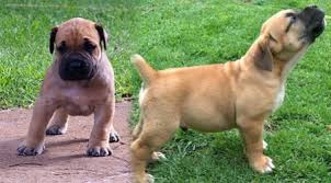 Home of klein sandfontein judge!! South African Boerboel Puppy