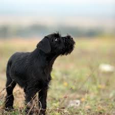 Image result for skotský teriér