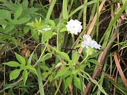 Image result for Ipomoea coptica