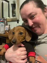 Introduction to a new Dachshund puppy