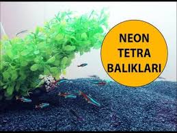 Neon Tetra Baliklari Neon Tetra Hayvanlar Neon
