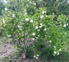 Learn more about monrovia plants and best practices for best possible plant performance. Gardenia Augusta Gardenia Jasminoides Bush Gardenia Cape Jasmine Bunga Cina Bush Gardenia Toptropicals Com