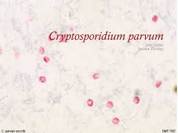 Parvum genotype ii) and c. Cryptosporidium Parvum Ppt Video Online Download