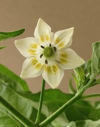 Image result for Capsicum baccatum