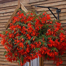 Image result for Begonia meyeri-johannis