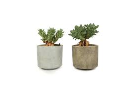 Image result for Monadenium lugardiae