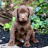 Breeding healthy labrador puppies for service dogs and loving family. 1